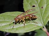 ホソアシナガバチ